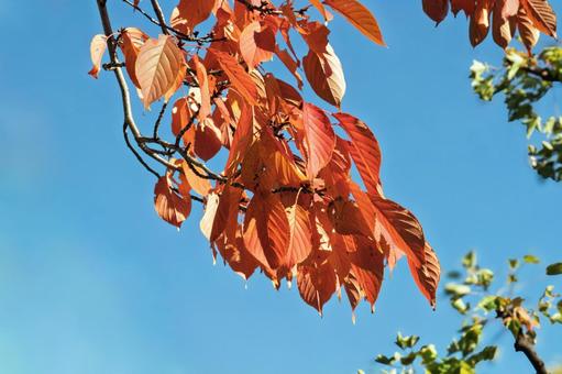 サクラ紅葉と青空 葉,秋,カエデの写真素材