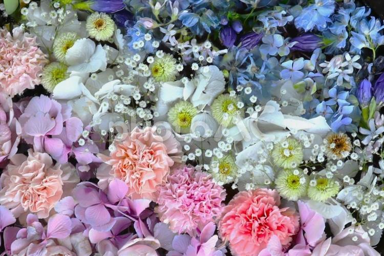 一面の花 花,一面,たくさんの写真素材