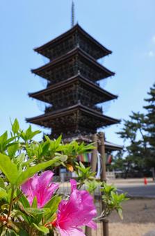 Zentsuji temple and azaleas in early May, JPG