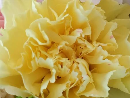 カーネーションの写真