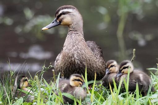畦で休むカルガモ親子 カルガモの親子,親子,カルガモの雛の写真素材