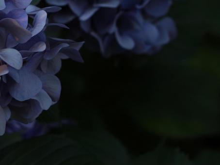 Photo, purple, light purple, no correction, 