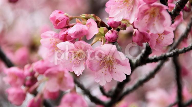 南伊豆下賀茂温泉の河津桜 桜,春,花の写真素材