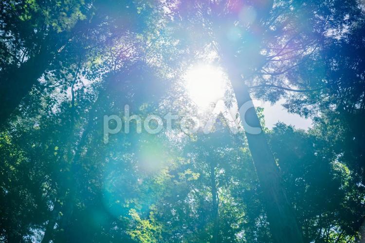 田舎の山に群生している杉と木漏れ日 後光,木漏れ日,杉林の写真素材