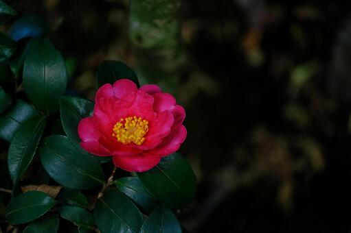 サザンカ 山茶花,さざんか,椿の写真素材