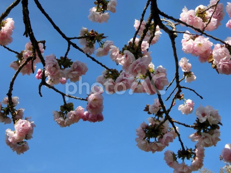 公園の桜-7 公園の桜,桜,さくらの写真素材
