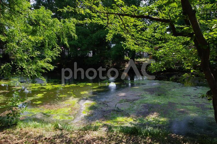 猿江恩賜公園の風景 猿江公園,猿江恩賜公園,公園の写真素材
