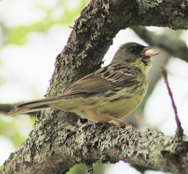 Photo, aoji, bird, wild, 