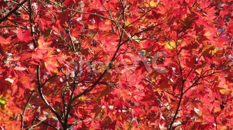 烏山城三の丸跡付近の紅葉アップ 紅葉,もみじ,モミジの写真素材
