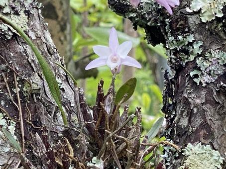 セッコク2 セッコク2の写真