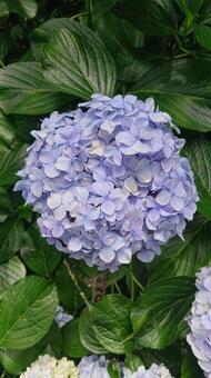 紫陽花 紫陽花の写真