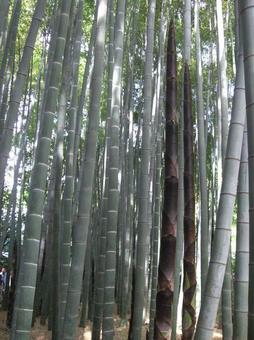 Bamboo grove and growing bamboo shoots, JPG