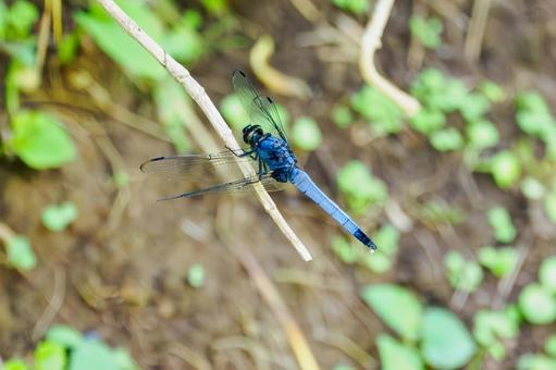 Photo, dragonfly, coconut shell, male, 