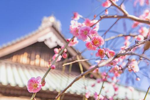 梅の花と屋根 梅の花と屋根の写真