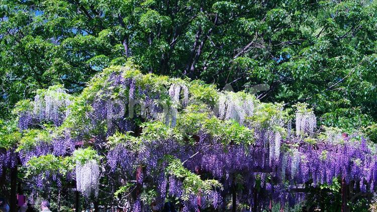 百合が原公園の美しい藤棚 百合が原公園,棚,庭園の写真素材