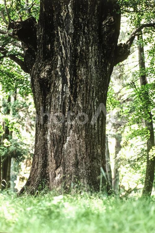 木漏れ日46 春,若葉,植物の写真素材