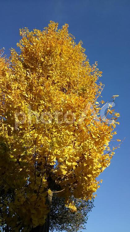 大木、銀杏木、紅葉 バックグランド,ブランチ,何人もありませんの写真素材