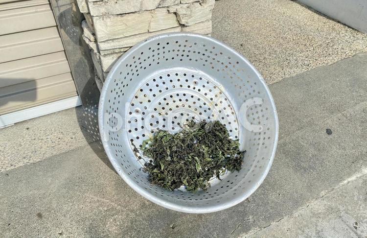 ザルで薬草や野草を乾燥させている様子 乾燥,薬草,野草の写真素材