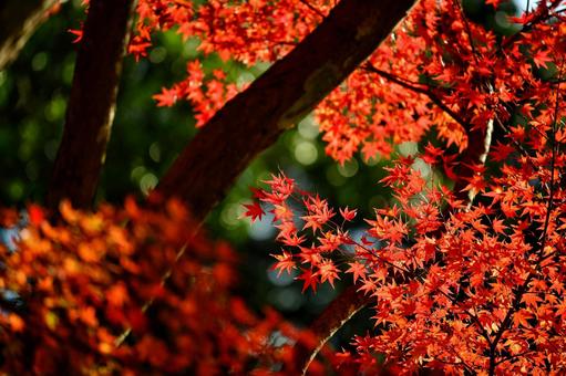 もみじ もみじ,紅葉,自然の写真素材