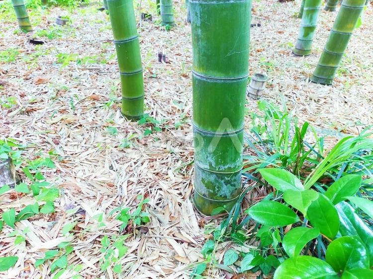 竹の根と節 タケノコ,竹の子,ニョキニョキの写真素材