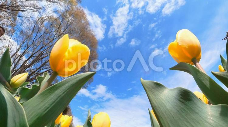 チューリップ花壇の地面から青空を見上げる チューリップ,青空,見上げるの写真素材