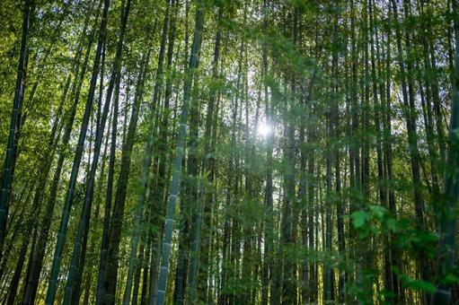 竹藪から見える木漏れ日 竹藪から見える木漏れ日 竹藪,木漏れ日,山の写真素材