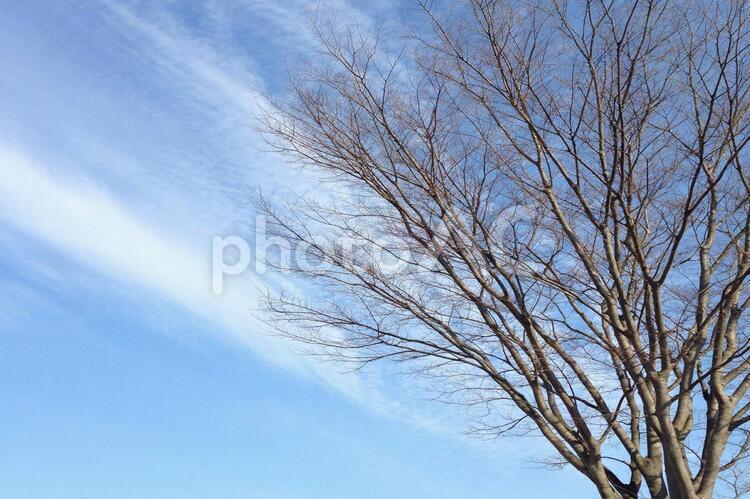 青空と木 青空,空,木の写真素材