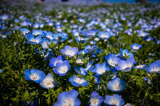 ネモフィラの写真