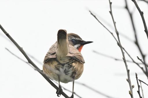 Photo, siberian rubythroat, wild bird, bird, 