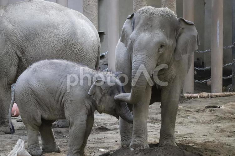 アジアゾウ 象,動物,哺乳類の写真素材