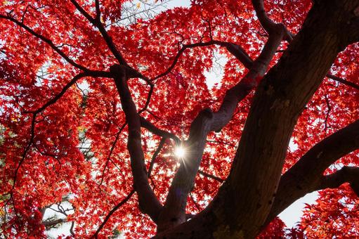 もみじ公園の秋⑽ 秋,紅葉,モミジの写真素材