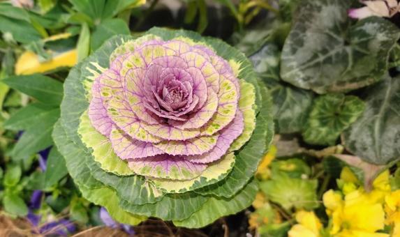 葉牡丹 葉牡丹,植物,園芸の写真素材