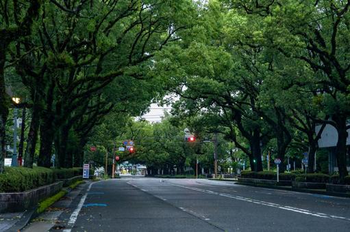 早朝の県庁楠並木通り 早朝の県庁楠並木通り 街並み,町並み,都市の写真素材
