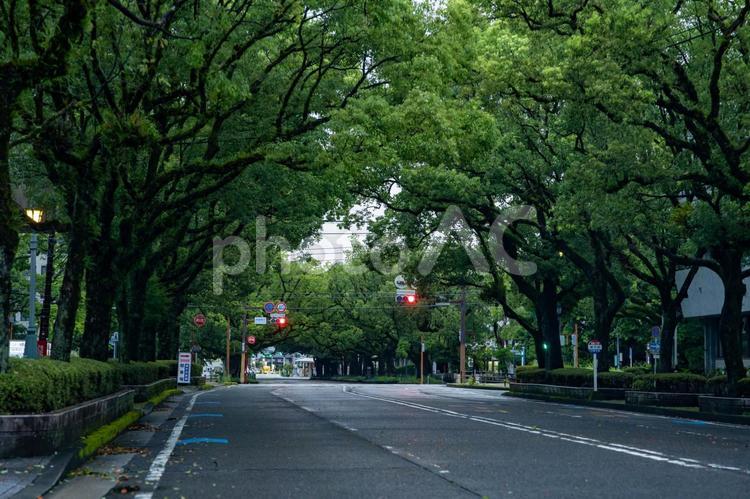 早朝の県庁楠並木通り 街並み,町並み,都市の写真素材