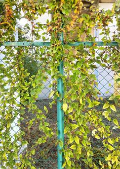 高架下空地のフェンスの葉っぱB_711L 葉,はっぱ,ファンスの写真素材