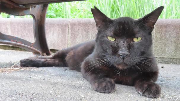 ベンチの下で夕涼みしているもふもふな黒猫 ベンチの下で夕涼みしているもふもふな黒猫の写真