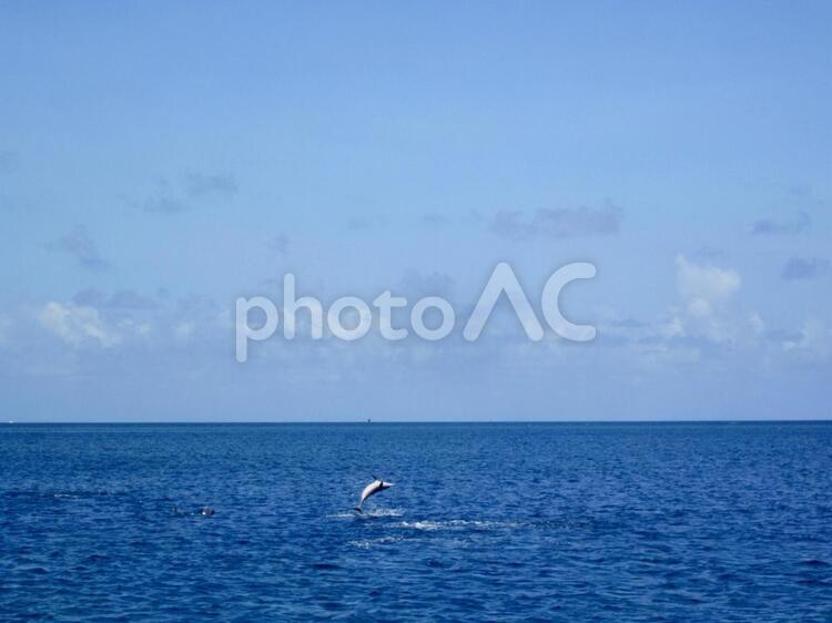 グアムの海・水平線とイルカのジャンプ 海,水平線,水域の写真素材