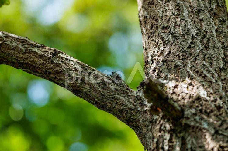 夏の終わりを告げるツクツクボウシ 木漏れ日,木の葉,ボケの写真素材