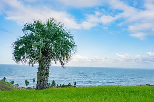 宮崎県　サンメッセ日南 サンメッセ日南,宮崎,日南の写真素材