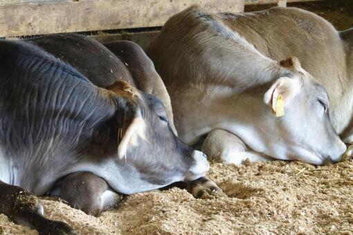 眠るジャージー乳牛の子牛 ジャージー種,乳牛,放牧の写真素材