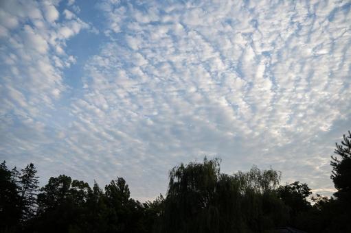 夏の公園 夏の公園の写真