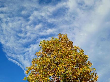 秋色の葉っぱと青空の背景 秋,黄葉,紅葉の写真素材
