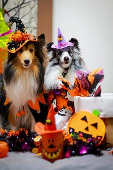 シェルティ 犬,シェルティ,ペットの写真素材