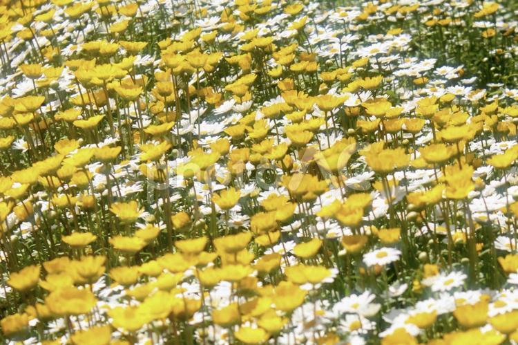 カモミールとムルチコーレ（白と黄色の花） 春,花,ガーデニングの写真素材