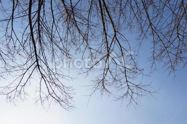 枯れ木 木,枯れ木,秋の写真素材