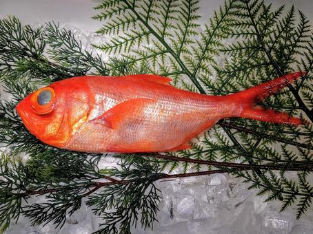キンメダイ キンメダイ 金目鯛,魚,お造りの写真素材