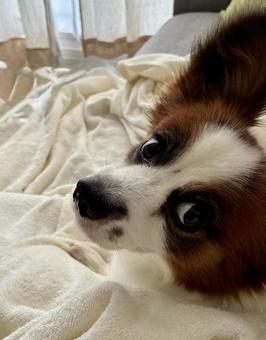 写真映りを知っている犬 写真映りを知っている犬 パピヨン,papillon,犬の写真素材