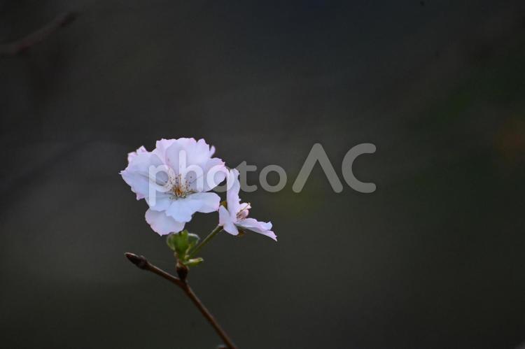 アーコレード（半八重桜）を撮りました 桜,二度咲き,季節の写真素材