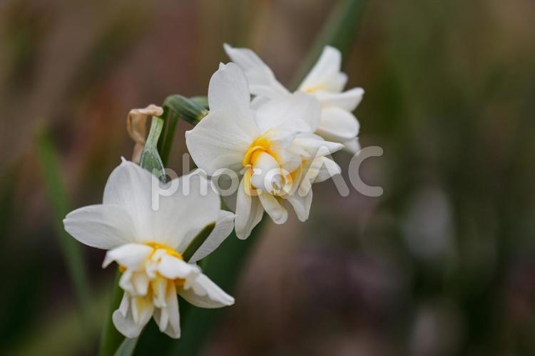 咲き乱れるスイセン02 スイセン,すいせん,水仙の写真素材