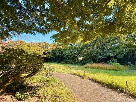 公園のトレイルと木々 青空,空,ブルースカイの写真素材